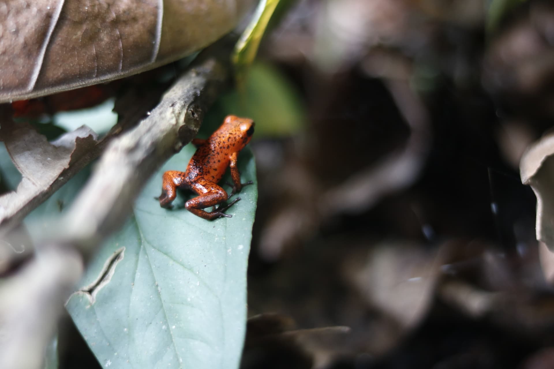 Red poison dart frog on a leaf in Costa Rica rainforest