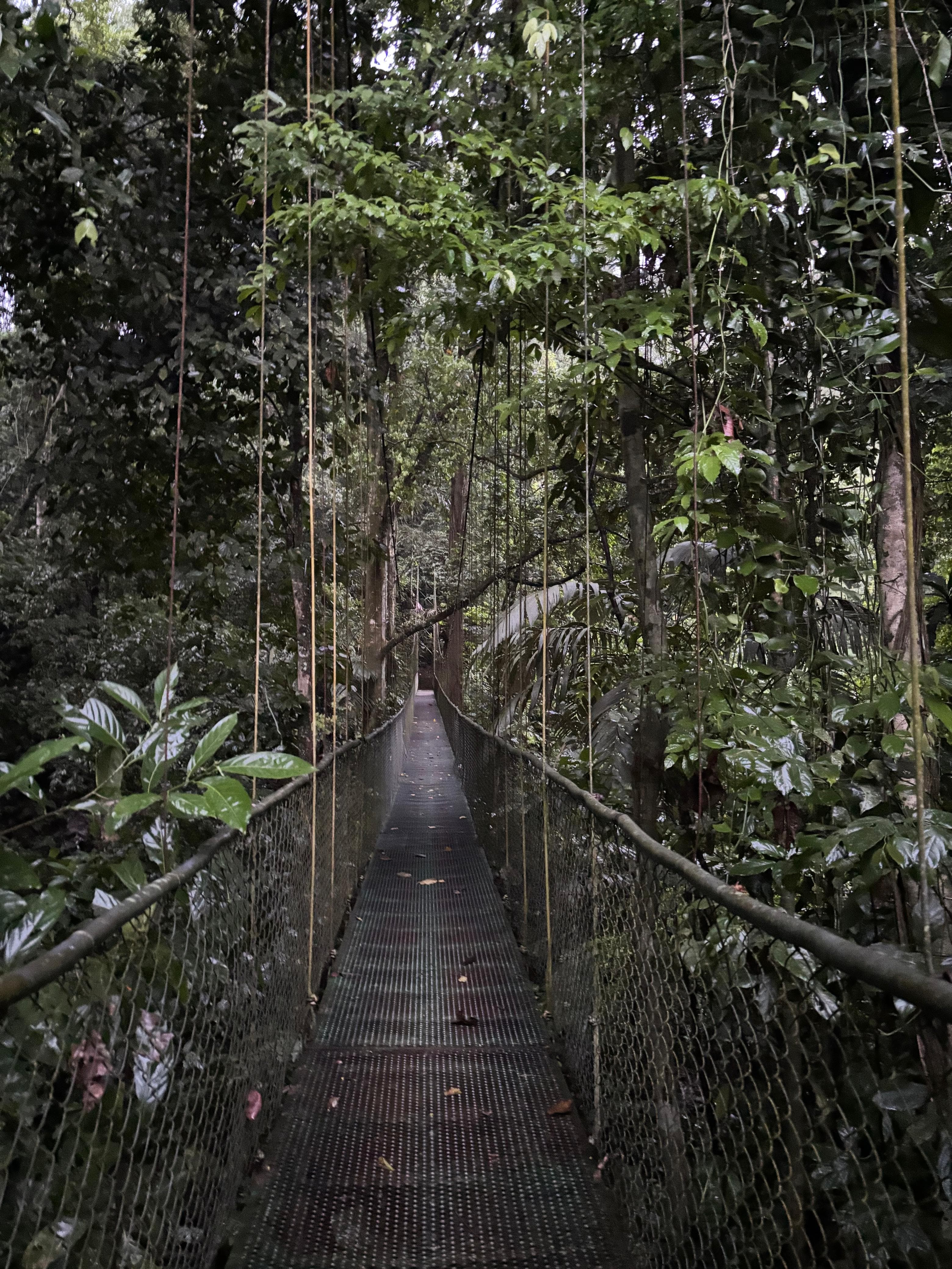 Empty hanging bridge disappearing into dark jungle