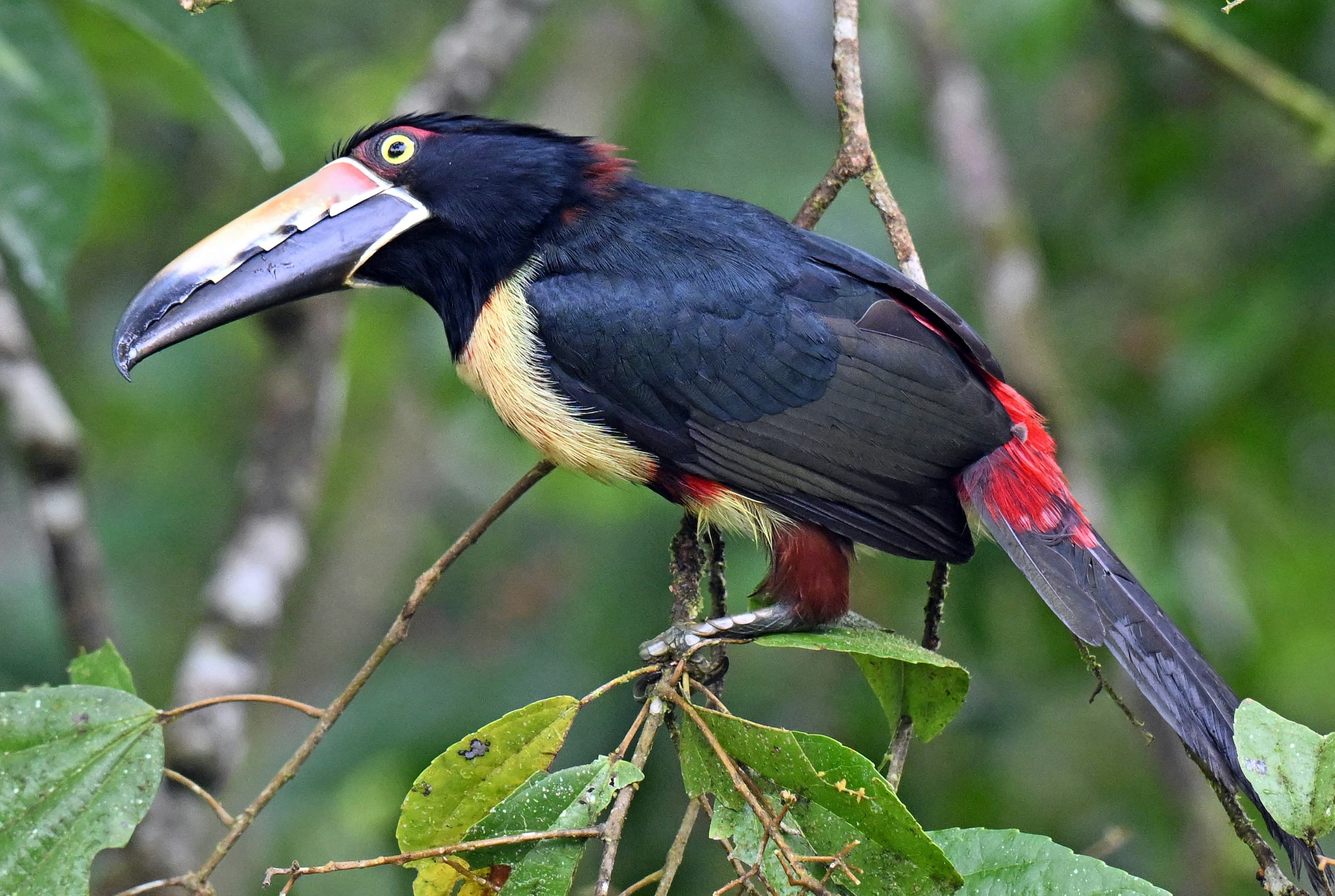 Toucan bird in the jungle